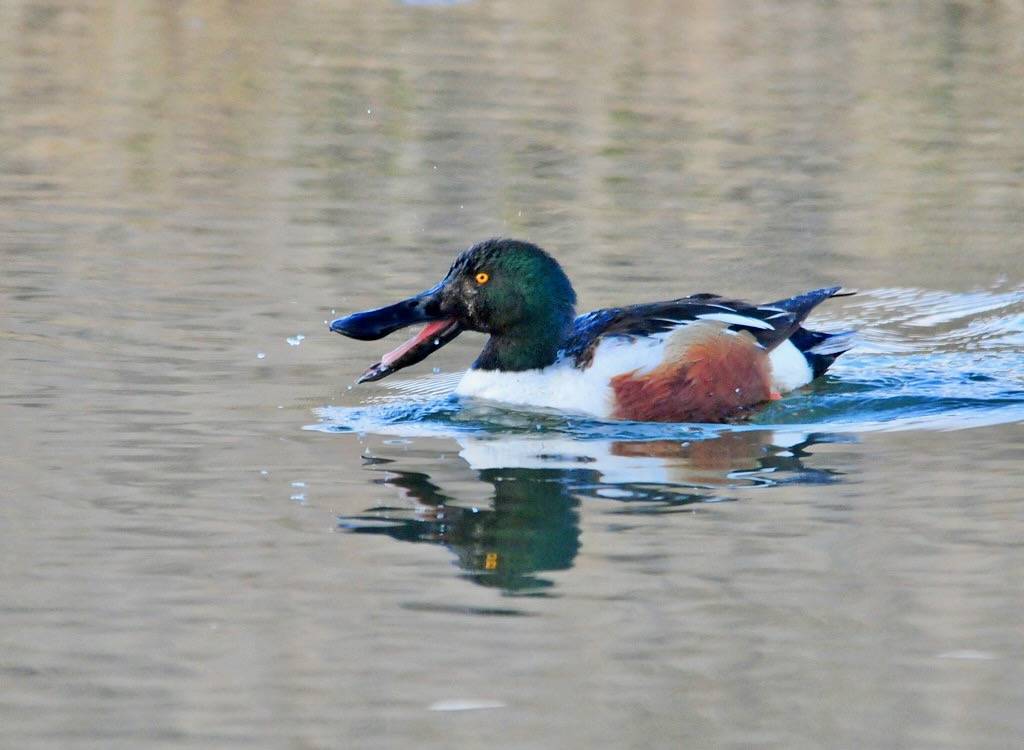 Northern Shoveler drake, Seedskadee National Wildlife Refuge by Tom Koerner/USFWS Headquarters is licensed under CC BY 2.0.